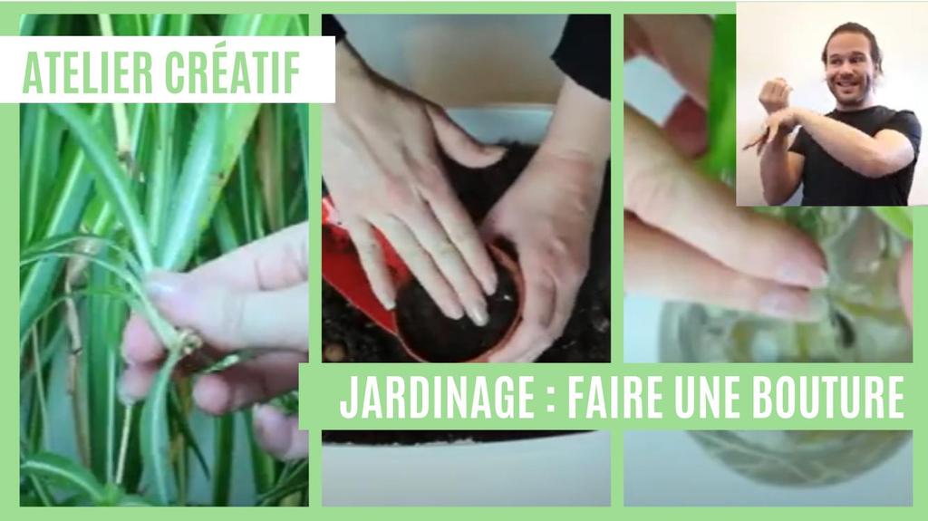 Atelier créatif : Jardinage - Faire une bouture (avec LSF) | Réseau des médiathèques de Massy. Collectivité éditrice